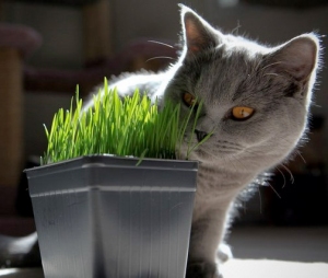 кошачья трава